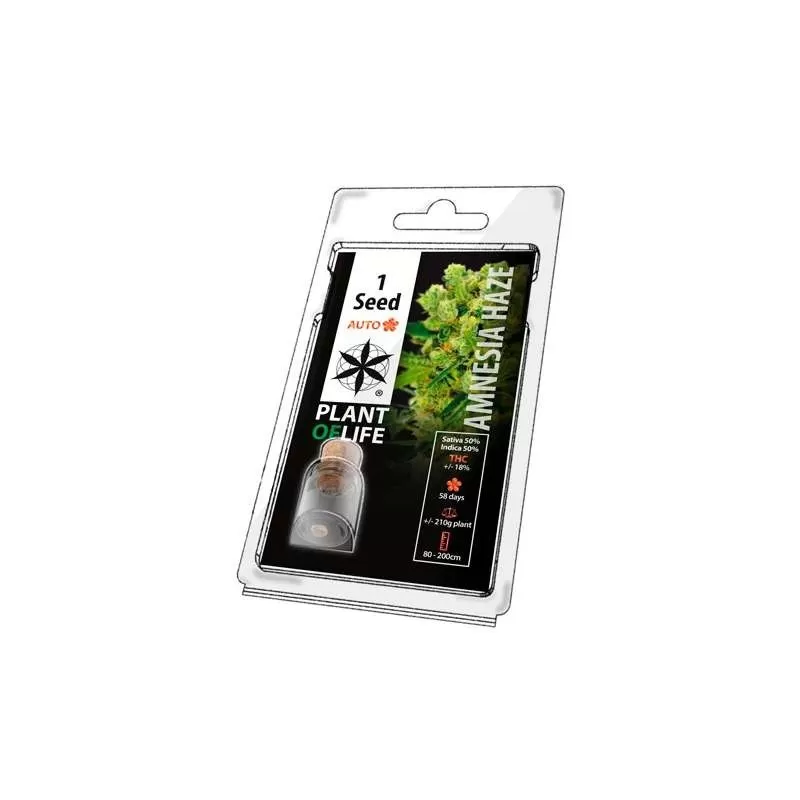 Semillas Auto Florecientes Amnesia Haze